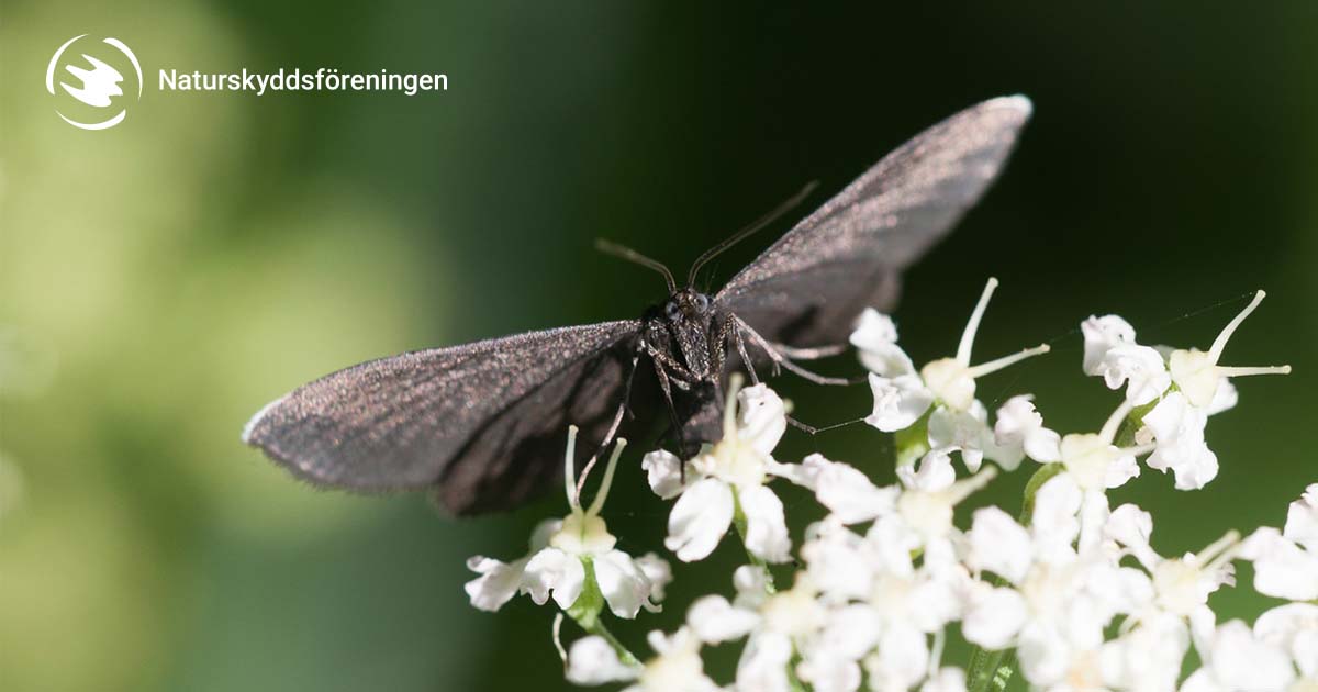 soderort.naturskyddsforeningen.se